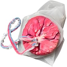 Placenta Umbilical Cord Anatomical Model, Life-Size Female Childbirth Education Model with Both Amniotic and Chorionic Membranes for Obstetrics and Gynecology Midwifery Teaching