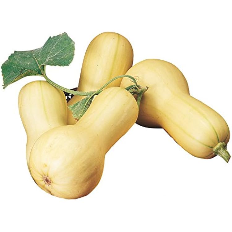 Burpee Butterbush Winter Squash Seeds 40 seeds