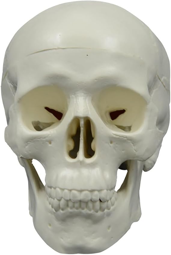 Mini Skull Model Artistic Sketching Human Skull Sculpture with Detachable Parietal Bone, Movable Jaw and Articulated Mandible, 3 Part, 1078cm