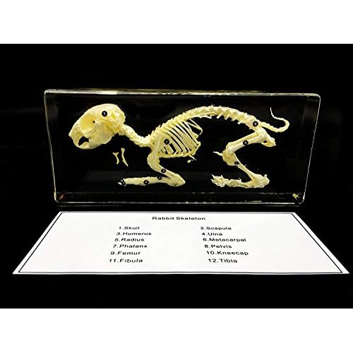 Real Rabbit Skeleton Specimen in Acrylic Block Paperweights Science Classroom Specimens for Science Education