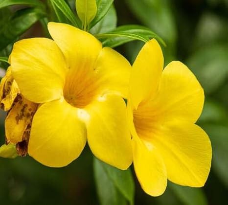 100pcs Yellow Allamanda Flower Seeds