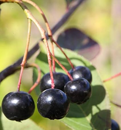 Apfelbeere Aron 100-125cm - Aronia melanocarpa - lebende Gartenpflanze aus den Baumschulen