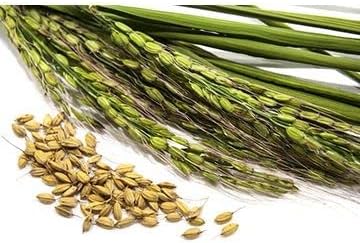 Duborskian Rice Seeds Packet of 30 Seeds