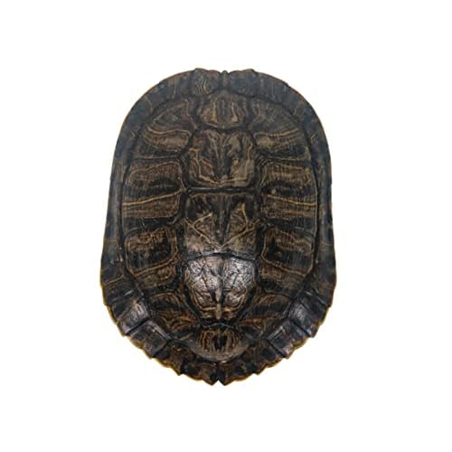 6-7 Red Ear Turtle Shell 227GS-0607