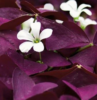 2 Burgundy, Purple Triangularis Oxalis Shamrock RhizomeRootBulbs