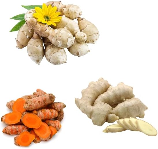 9 Mixed Garden Bulbs Variety, 3 Orange Turmeric Roots 3 White Ginger Roots 3 Jerusalem Artichoke Tubers