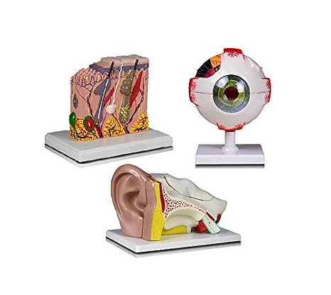 JBM-B14N Elementary and High School Learning Package. Set of Three Human Anatomy Models, Eye, Ear and Skin | W Manual