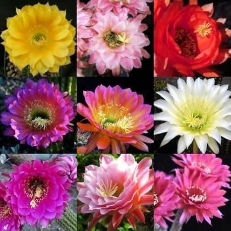 10pcs Trichocereus Flower Seeds