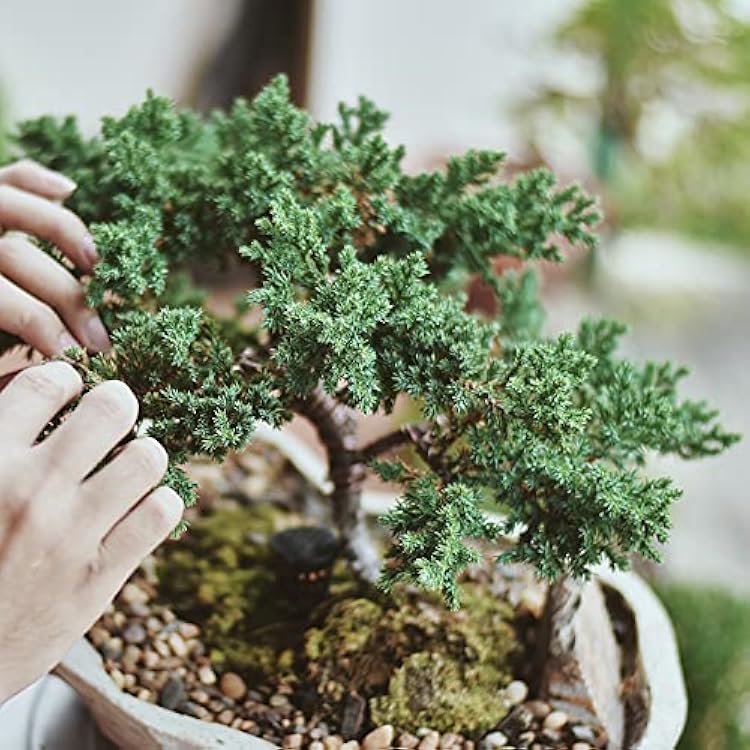 Bonsai Soil - All-Purpose Bonsai Tree Soil Mix, All-Natural Organic Material Great for All Bonsai Trees Nutrient-Rich Bonsai Soil Mixture 2qts