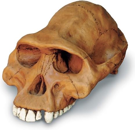 Skullduggery Australopithecus afarensis Cranium Relica