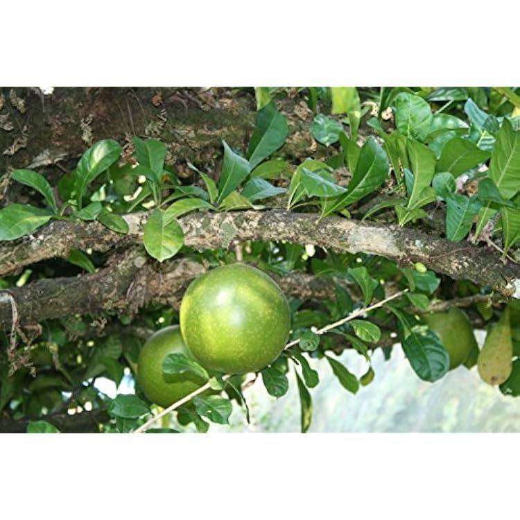 New Fresh 8pcs Green Calabash Tree Seeds Generic