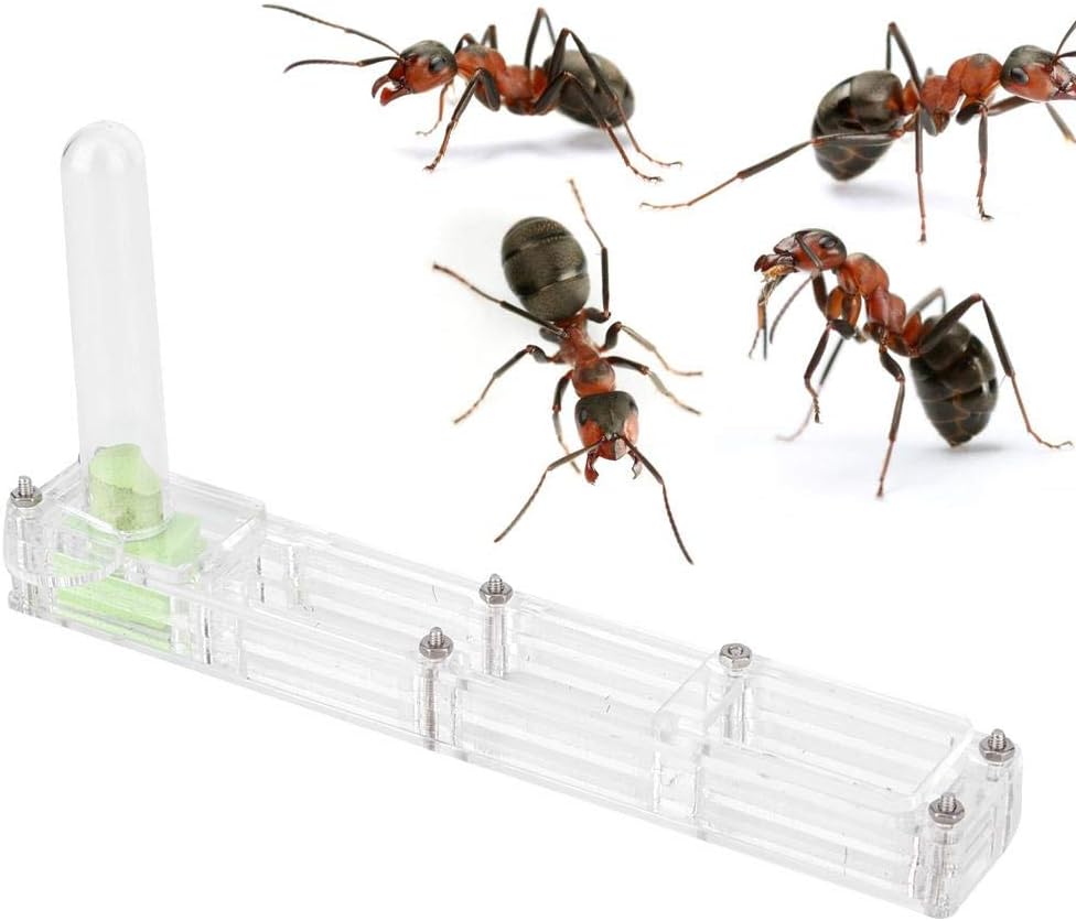 A sixx Ant Breeding Box, Acrylic Ant Breeding Nest Ant Farm House Ant Display Box with Water Tower, Moisturizing, with 1Pcs Dropper, 1Pcs Clamp, 1Pcs Glass BottleTransparent