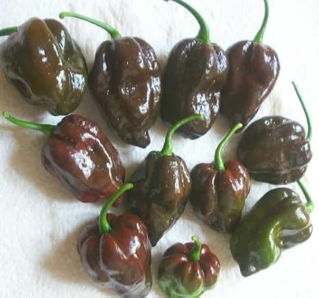 Pepper HOT Chocolate Habanero Great Heirloom Vegetable 300 Seeds Bulk Wholesale