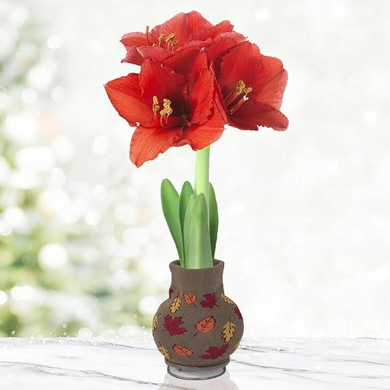 Fall Colors Sweater Amaryllis Bulb Autumn Leaf Sweater Gift Plant Easy Indoor Growing, No Soil or Water Needed Red Amaryllis Flowers Bloom in 48 Weeks