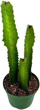 BubbleBlooms Green Milk Tree 6 inch Euphorbia Trigona African Milktree Cathedral Cactus