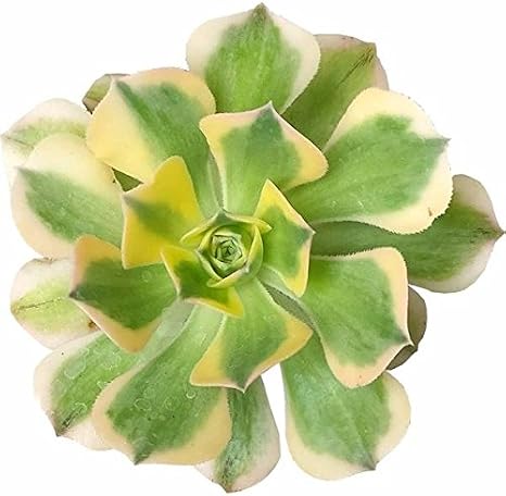 Aeonium Sunburst Variegated Succulent (2 inch)