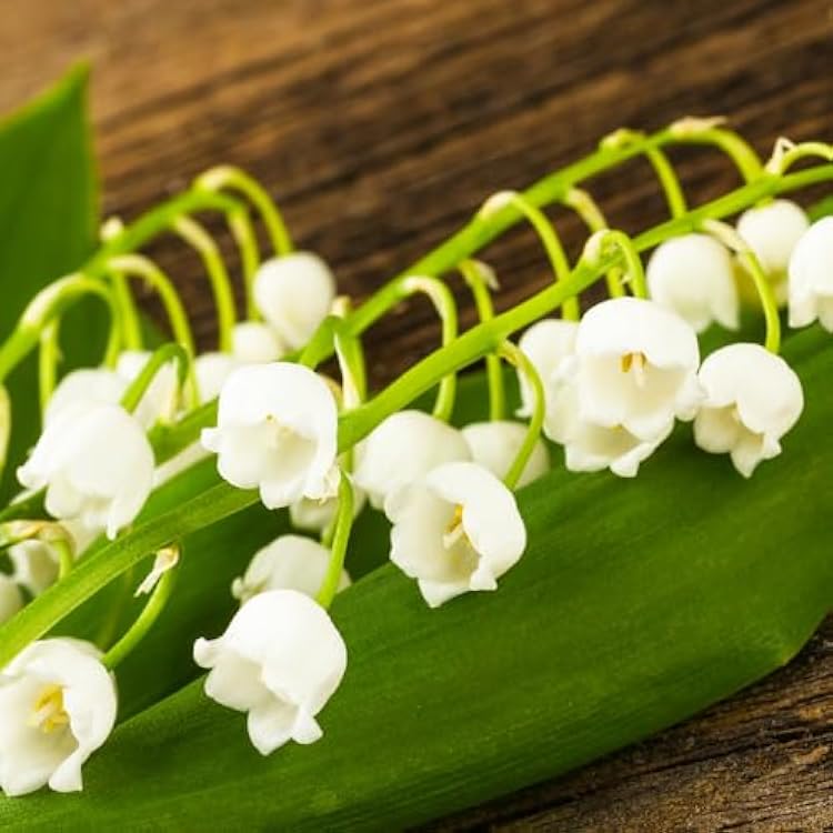 10 Lily of The Valley Bulbs for Planting, Lilies of The Valley Plants Perennial, Lily Flower Bulbs Roots Outdoor Garden