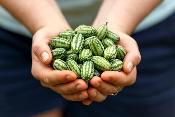Cucamelon Mexican Sour Gherkin Mouse Melon Sandita Little Watermelon Heirloom Premium Seeds for Planting Packet