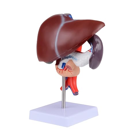 Human Liver Anatomical Model - Life Size Human Pancreas Pathology Model Liver Teaching Model Liver Dissection Model
