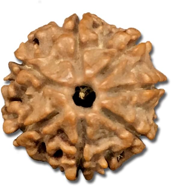 7 Mukhi Nepal Rudraksha Small 18mm-20mm Lab Certified
