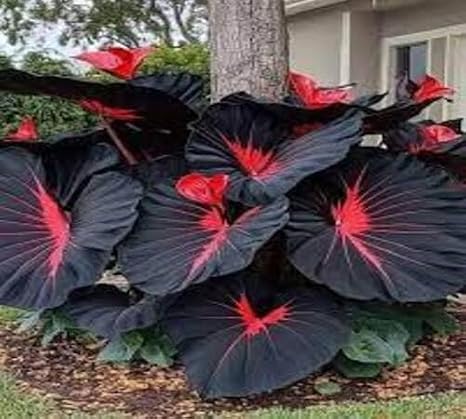 100pcs Red Black Caladium Plant Seeds