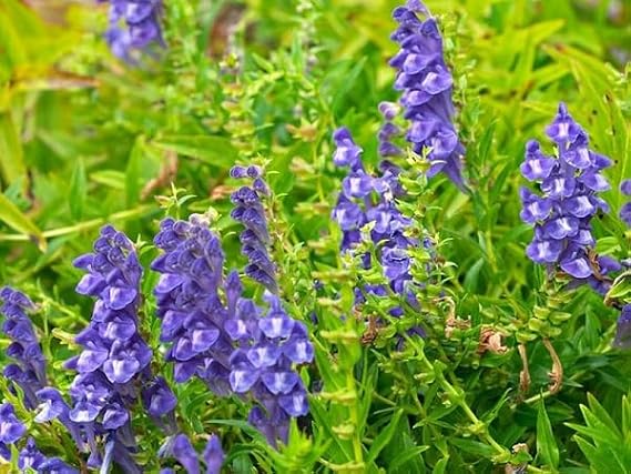 100pcs Green Scutellaria Baicalensis Plant Seeds