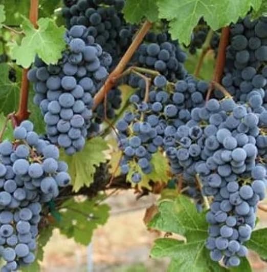 3 Concord Grape Vines, in one Trade Gallon Pot (0.667 gallons of Dirt)