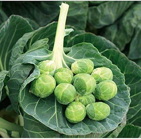 Gustus Brussels Sprouts Seeds - Great Taste and high yields(25 - Seeds)