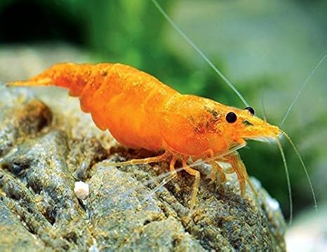 8+ Orange Sunkist Neocaridina Freshwater Aquarium Shrimps 1/4 to 1/2 inch Long Live Arrival Guarantee!, 8 Count (Pack of 1)