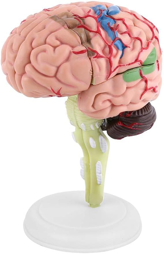 Brain, Entatial Brain Anatomy Model, Cerebro Humano, 1pc D Vision Anatomical Human Brain Model Colorful Painting Disassembled Human Brain Model Assembly Anatomical Brain Models with Arteries Anatomic