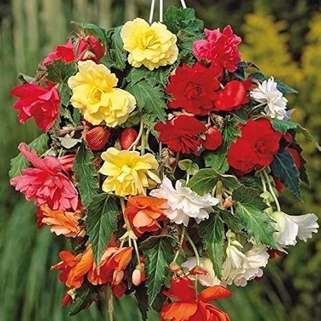 Votaniki Large Begonia Live Bulbs for Planting Flower Bulbs Colors Mixed Double Flower Begonias Tubers, Hanging Basket - Set of 5 Begonia Bulbs