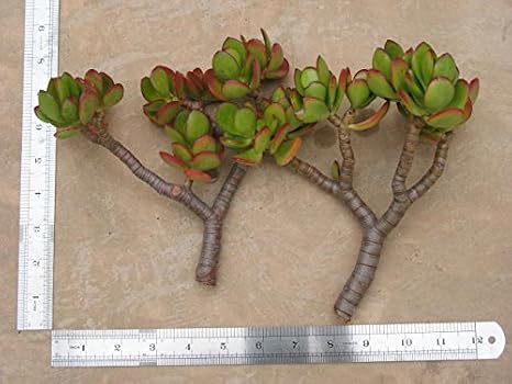 2 Large Jade Cuttings - Succulent - Crassula Ovata. Each Piece Is About 6 Inch High X 6 Inch Wide with a 1/2 Inch Diameter Stem. Great for Home and Garden Decoration, Make Bonsai and Jade Collection