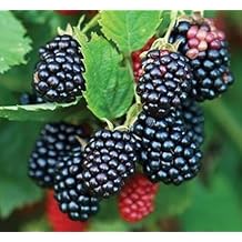 2 Chester BlackBerry Plant - 2 Year All Natural Grown - Ready for Fall Planting