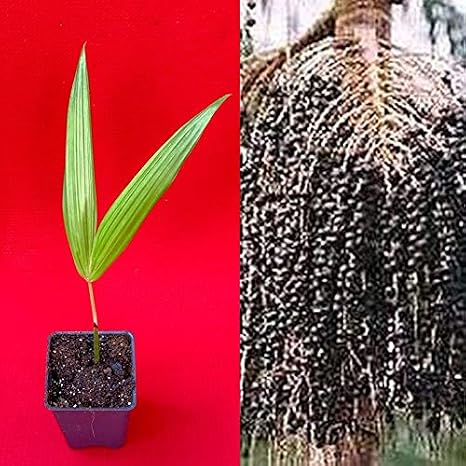 para Dwarf Acai Euterpe Oleracea Fruit Palm Tree Seedling Starter Plant