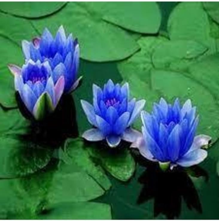 2 Adet Tohum Nadir Bulunan Mavi Lotus Çiçeği Tohumu Lotus Su Çiçeği Tohumu Nilüfe