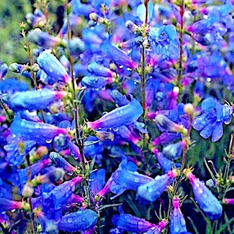 HPGS 20 Seeds - Blue Beard Tongue Flower Seeds | Penstemon Spectabilis Butterflies Hummingbirds