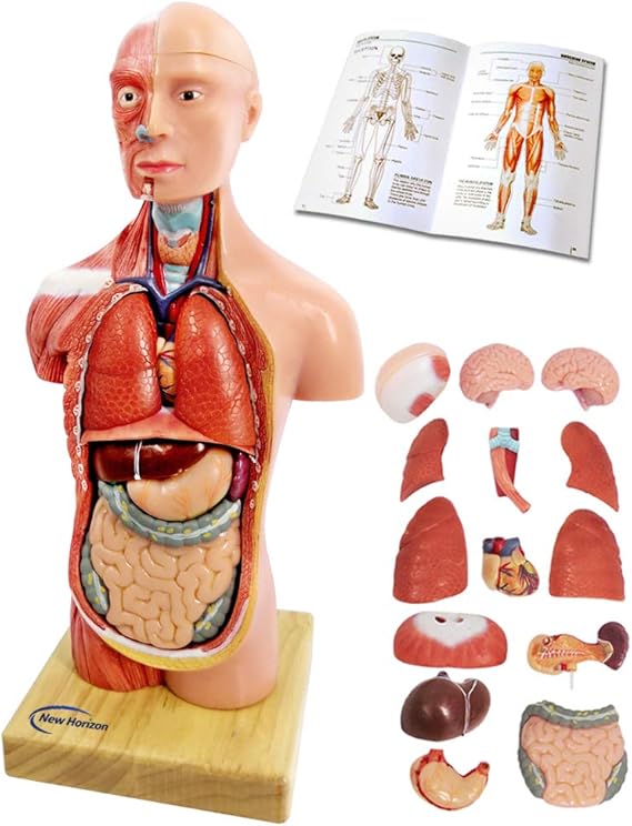 Generies 15 Pcs Removable 3D Human Torso Anatomy Model, 11 inch