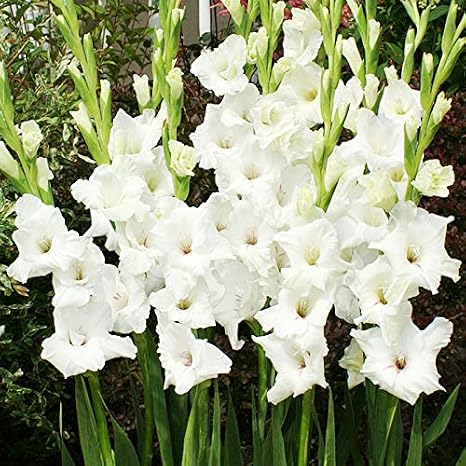 White Gladiolus Flower Bulbs Value Bag - 30 Bulbs per Pack - Attracts Butterflies and Hummingbirds - Good as Cut Flowers - Grows Well in Containers - Perennializing - Live Garden