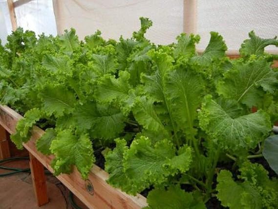 Wasabi - Also for tsukemono, ohitashi, stir-Frying, and Pickling.(50 - Seeds)