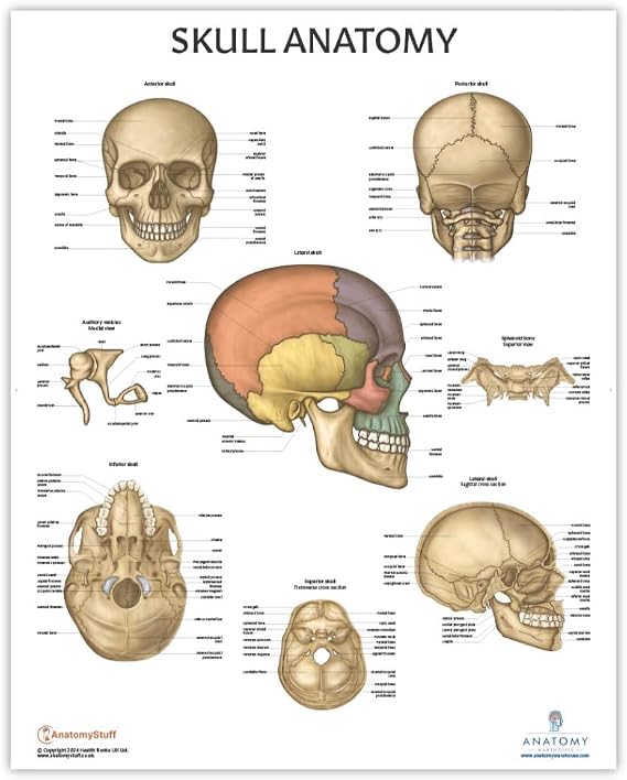 Anatomy Lab Human Skull Anatomy Laminated Poster
