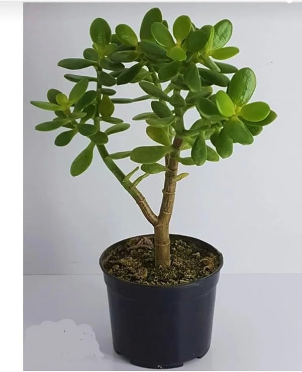 Bonsai Crassula Ovata Para Ağacı, Çiçekli Bodur Bitki