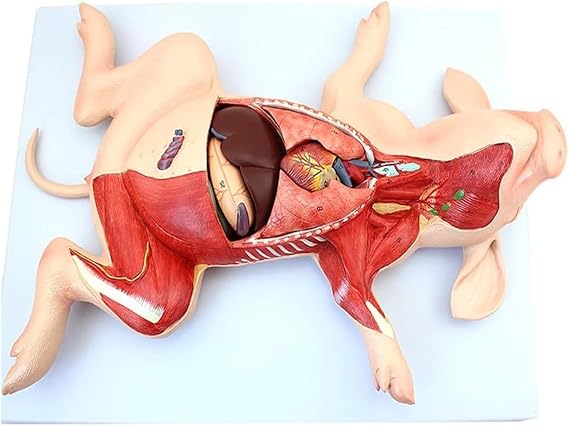 Animal Anatomical Model Pig Anatomy Model - 1:1- Separate Into 10 Parts Animal Teaching Anatomical Model - for Medical Educational Training