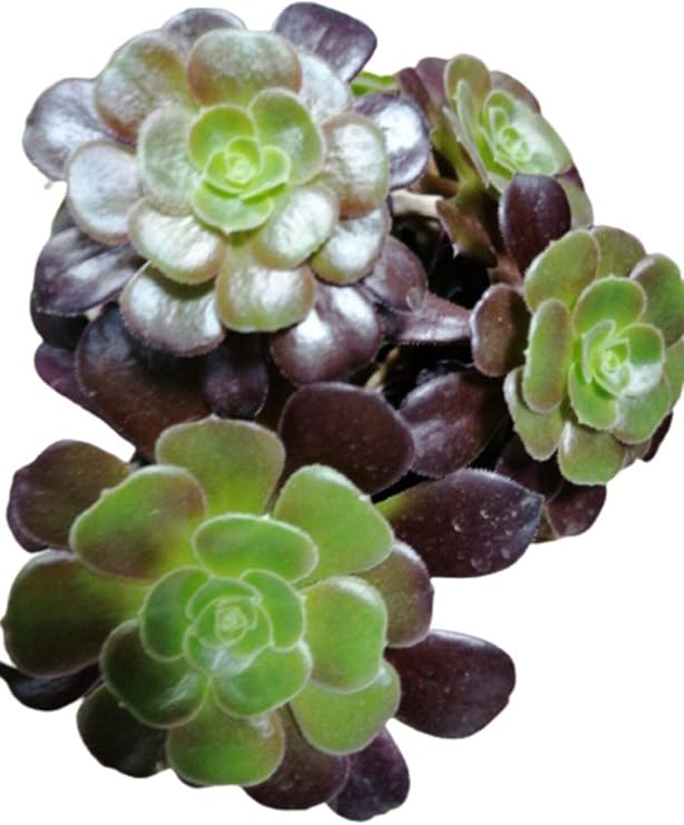Aeonium Arboreum Var. Atropurpureum Sukulent Bitki