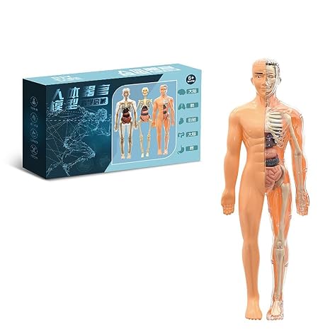 Anatomy Model, 28CM Human Body Figure with Detachable Skeleton & Organs for Anatomy Study Tools, Anatomical Models for Physiology Learning, Anatomia Humana Demonstration(B)