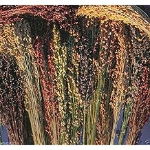 BROOM CORN SEEDS - Sorghum vulgar Mixed,Cream,Gold,Red, Brown,Burgundy and More(1000 Seeds)