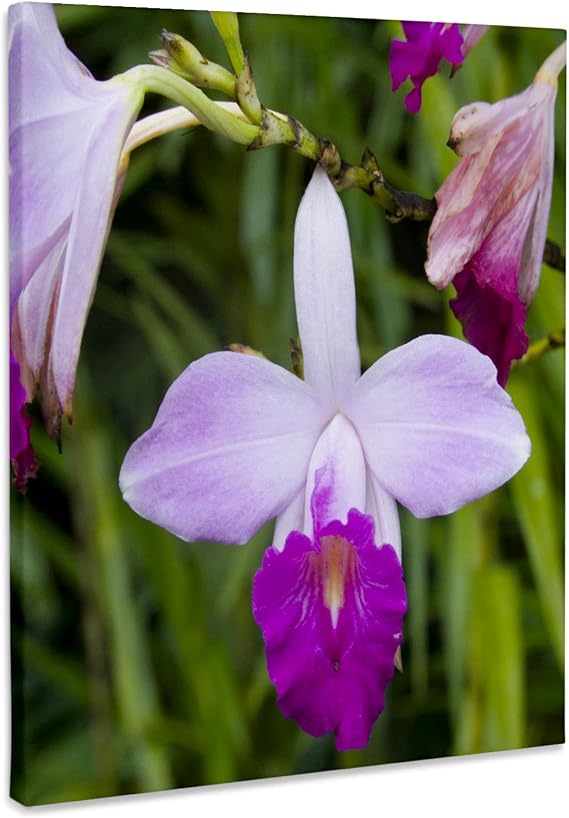3dRose MARTINIQUE, West Indies. Bamboo orchid, Balata Garden-CA23 SSM0278 - Scott T. Smith Museum Grade Canvas Wrap 8x10
