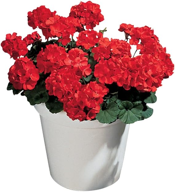 Burpee Big Red Geranium Seeds 10 seeds