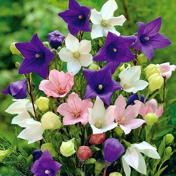 150+ Seeds Balloon Flower Mix - Chinese Bellflower - Flower Multicolor
