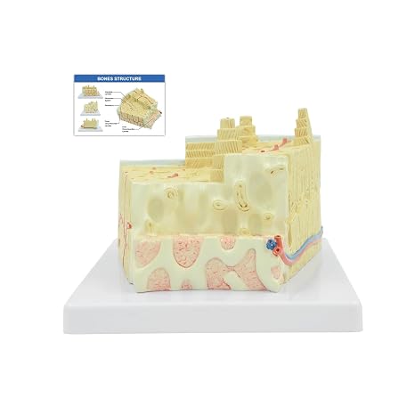 Bone Structure Model, 80 X Bone Structure Anatomical Model Digital Markings Show Structures Such as Periosteum Anatomy Display Model, for Medical Students Demonstrate Medical Teaching