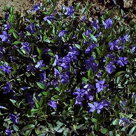 10x Evergreen Flower Power - Vinca minor - Living Garden Plant from Nurseries